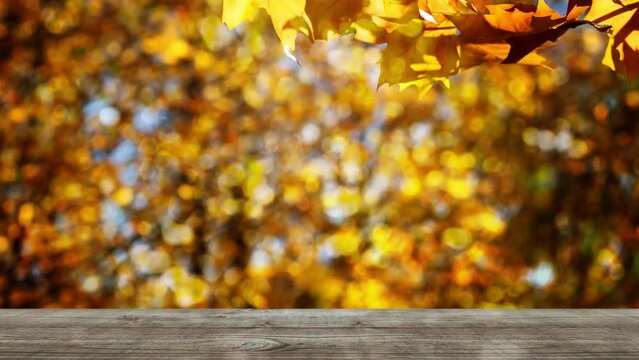 autumn background with colorful lights and bright orange maple leaf branch and wooden table on blurred bokeh light in sunhine, beautiful colorful fall season nature scene with copy space