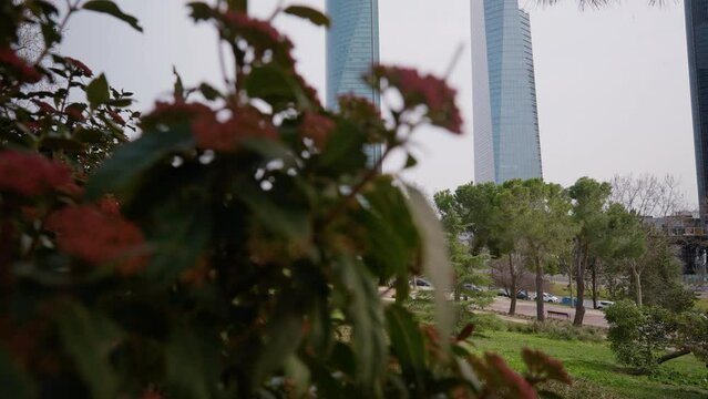 Urban skyscrapers on city street with blurred green bush with red flowers passing camera at front. Blue glass office buildings downtown in capital