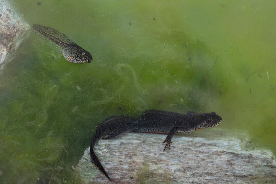 Underwater, the Alpine newt male on the rock with tadpole (Ichthyosaura alpestris)