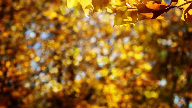 abstract autumn background with golden lighting and bright orange maple leaf branch on blurred bokeh lights in sunhine, beautiful colorful fall season nature scene with copy space
