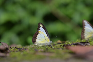 Butterfly from the Taiwan (Appias lyncida)Emerald butterfly 