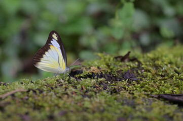 Butterfly from the Taiwan (Appias lyncida)Emerald butterfly 