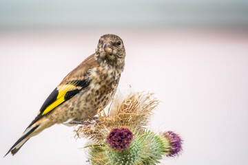 European goldfinch with juvenile plumage, feeding on the seeds of thistles. Carduelis carduelis.