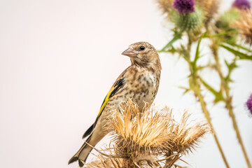 European goldfinch with juvenile plumage, feeding on the seeds of thistles. Carduelis carduelis.