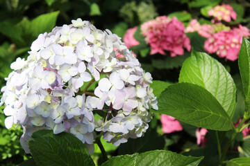 hydrangea flowers in the garden