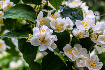 Jasmine bushes with beautiful white flowers
