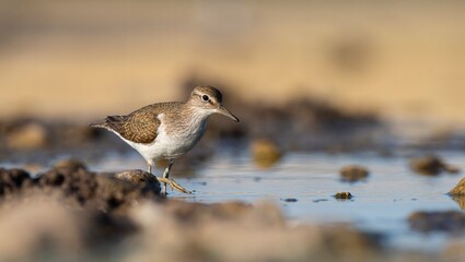 Common Sandpiper (Actitis hypoleucos) is a wetland bird that feeds on mollusks near lakes and streams. It is a common bird in Asia, Europe, Africa and Australia.