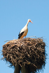 stork in the nest against the blue sky