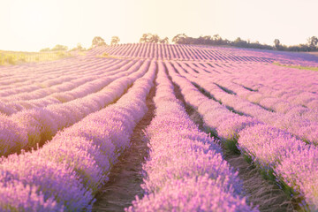 Fototapeta na wymiar Beautiful purple Lavender field landscape on sunny day. Aromatherapy. Concept of natural cosmetics and medicine.