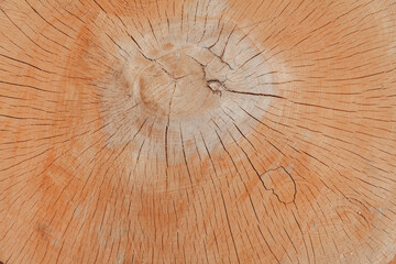 Neutral brown forest hardwood background. A large piece of tree trunk. - 626837173