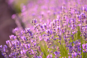 Fototapeta premium Blossoming lavender field. Purple lavender flowers with selective focus. Aromatherapy. Concept of natural cosmetics and medicine. Sun glare and foreground blur