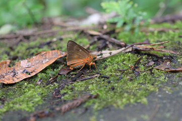 Butterfly from the Taiwan (Burara jaina formosana)Orange-winged umbrella butterfly 