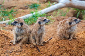 Fototapeta premium A group of cute meerkats. Meerkat Family are sunbathing.