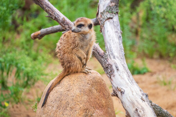 Meerkat, Suricata suricatta, on hind legs. Portrait of meerkat standing on hind legs with alert expression. Portrait of a funny meerkat sitting on its hind legs.