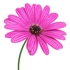 pink marguerite daisy transparent background