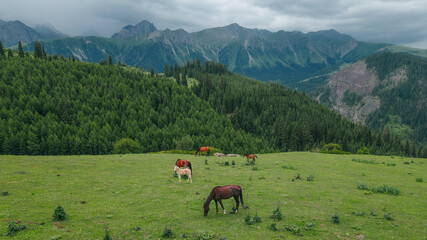 Fototapeta na wymiar Horses grazing in the mountains of Kyrgyzstan. Wild gorses grazing on the grass in the valley