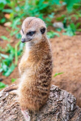 Meerkat, Suricata suricatta, on hind legs. Portrait of meerkat standing on hind legs with alert expression. Portrait of a funny meerkat sitting on its hind legs.