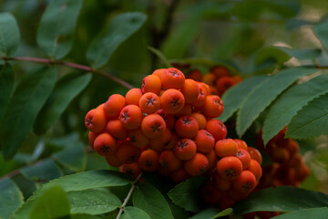 Rowan branch. Berries on a tree. orange berries