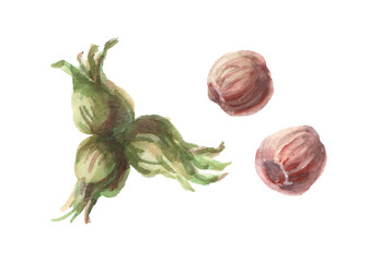 Collection of hazelnuts isolated on white. Watercolor illustration.