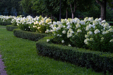 Bush of gardenia. Flower bed of white flowers