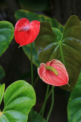 Flamingoblume oder Anthurie mit roter Blüte 