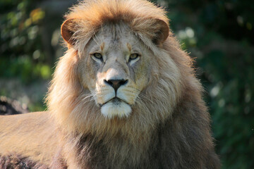 Berberlöwe (Felis leo barbaricus) Portrait