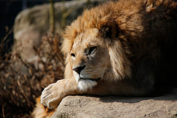 Berberlöwe (Felis leo barbaricus) Portrait