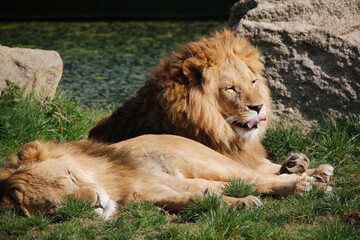 Naklejka premium Berberlöwe (Felis leo barbaricus) Portrait
