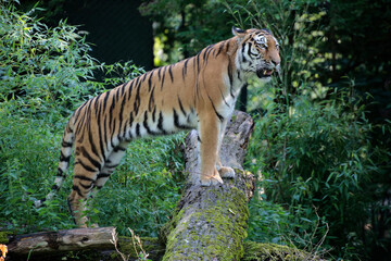 Fototapeta na wymiar Sibirische Tiger (Panthera tigris altaica)