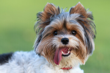 Portrait of Biewer terrier with her tongue out in the grass. Portrait of Biewer Yorkshire Terrier in the park