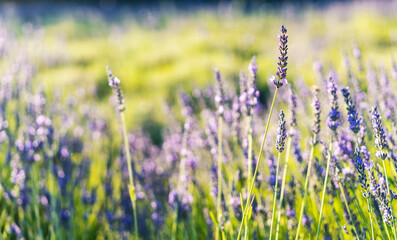 Lavender flower background with beautiful purple colors and bokeh lights. Blooming lavender in a field at sunset
