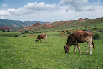 Cow against a rock formations from red sandstone in canyon Seven bulls in Jeti-Oguz, Kyrgyzstan