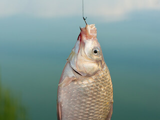 Close-up of a freshly caught crucian hanging on a hook with a fishing line. Front view. Outdoors.