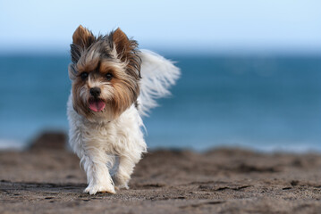 Cute Biewer Yorkshire Terrier puppy on the beach, sandy beach near wavy sea