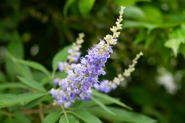 セイヨウニンジンボクの花 Vitex agnus-castus