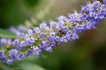 セイヨウニンジンボクの花 マクロ Vitex agnus-castus