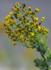 A Bee Visiting St Johns Wort