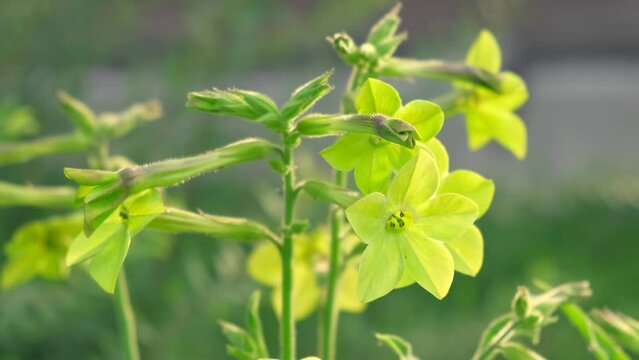 Nicotiana sanderae Lime Flower growing in the Garden. Fragrant Nicotiana alata Blooming. Jasmine, sweet, winged tobacco, tanbaku Persian Blossoming. Limelight color. Nicotiana tabacum green flowers