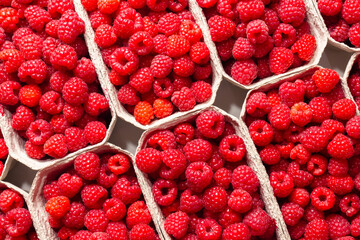 Fresh picked organic raspberries in baskets on white