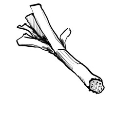 Leek (hand drawn/black pencil/transparent PNG)