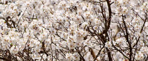 Apricot tree flower