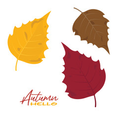 Autumn aspen tree leaves vector illustration.  Autumn leaves design template for decoration, sale banner, advertisement, greeting card and media content. Autumn concept. Flat vector isolated on white.