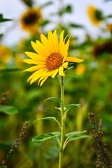 Beautiful yellow flower in a summer scenery. Sunflower head on a blurred natural background. Photo with a shallow depth of field. - 626846791