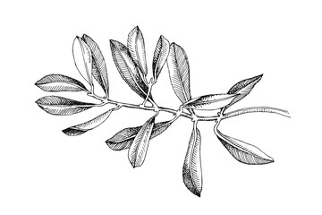 Monochrome olive branch with on white background