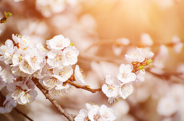 Apricot tree blossoms