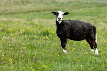 Zwartbles sheep with shorn fleece, on the colourful machair in Summer with a leaf of clover in her mouth.  Facing camera.  Sanday, Isle of Canna, Scotland.  Horizontal.  Space for copy. - obrazy, fototapety, plakaty
