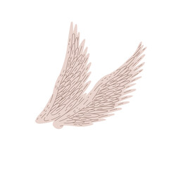 Hand drawn bird wings vector isolated illustration, pair of beautiful white angel wings on white background