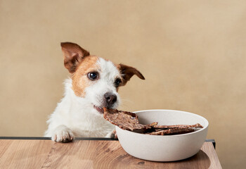 the dog steals the treat from the bowl. funny jack russell terrier on a beige background. Pet at...