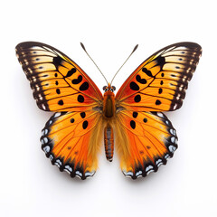 Obraz premium Beautiful big wild butterfly looking forward is shown in full length, Ai generated