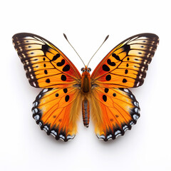 Beautiful big wild butterfly looking forward is shown in full length, Ai generated